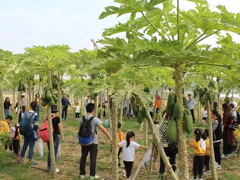 為什么大理研學夏令營如此受歡迎？