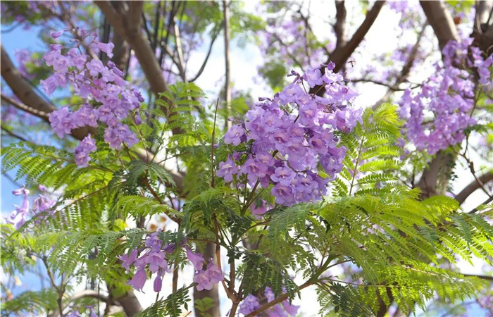 大理的藍(lán)花楹開(kāi)了，邂逅一場(chǎng)“藍(lán)花雨”，赴一場(chǎng)紫色浪漫！