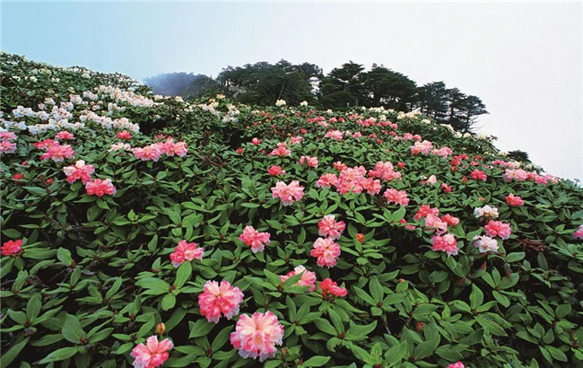 大理旅游 六月，蒼山等你赴一場(chǎng)花的“盛宴”！