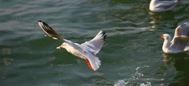 大理暖冬悄至，海鷗歸臨小普陀   大理旅游攻略