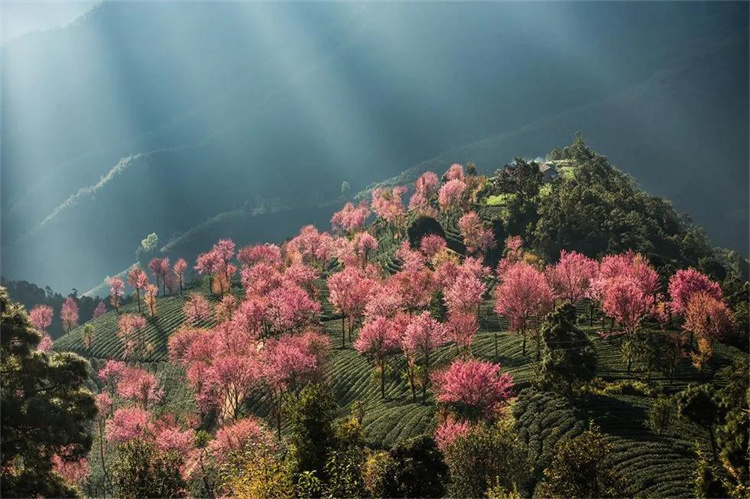 大理櫻花季：南澗無量，秘境花鄉(xiāng)——神仙姐姐居住的地方！快來大理旅游吧！