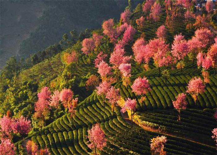 大理旅游：冬日賞櫻，徒步無(wú)量山。漫步洱海，打卡s彎小鐮倉(cāng)。邂逅精靈，洱海紅嘴鷗。