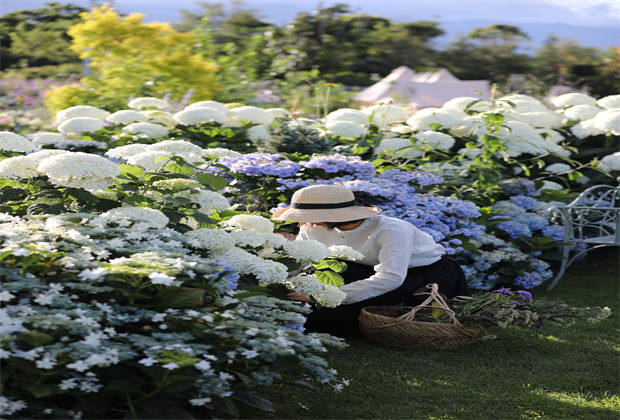 蒼山下，邂逅莫奈花園