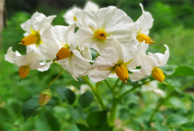 舍不得公開(kāi)！大理八月的洋芋花海好漂亮