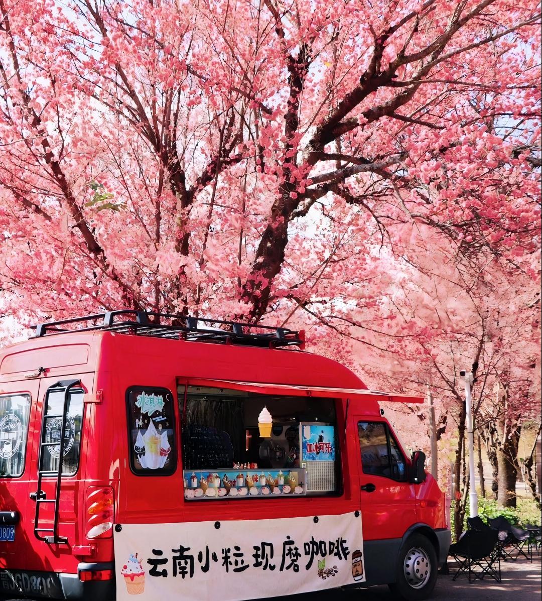 大理景點(diǎn)|跟著大理旅行社小編一起游云南:不是日本奈良，這是云南大理12月的春天,快來無量山櫻花谷，開啟一場浪漫的冬日之旅吧！