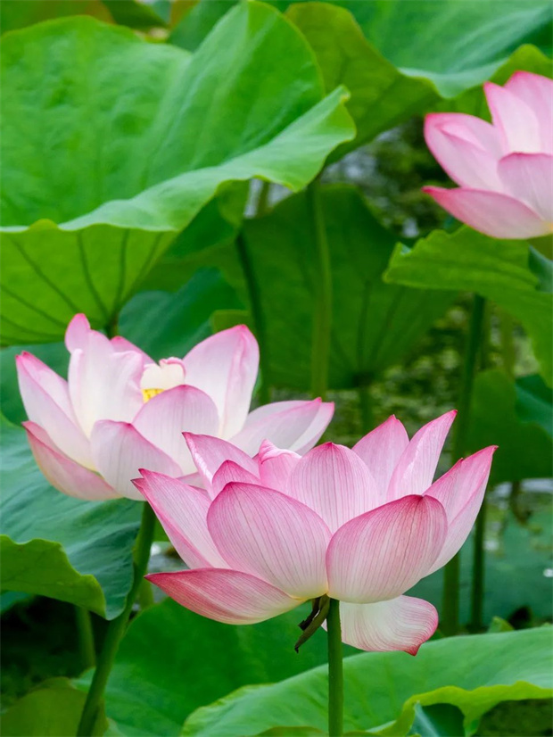 云南旅游,云南旅行社,云南團建公司,云南策劃公司,云南會議會展,云南旅游地接,大理旅游,大理旅行社,大理團建公司,大理策劃公司,大理會議會展：大理周邊游｜解鎖夏日限定“荷”顏悅色